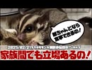 【 #おつモモンガ 】【 #睡眠用 #勉強用 #作業用BGM 】妻と私のフクモモ談義をした #雑談 動画！赤ちゃんがおばあちゃんそっくりになったとか　！【2025/02/21】