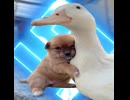 Duck and Puppy