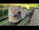 手摺りの上に野良猫が寝ていたので隣に座ったら膝の上に乗ってきた