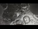 【初音ミク】ゆで卵 / 深海猫