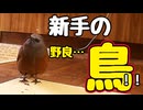 【鳥】とうとう羽のヤツまで…【野良猫】