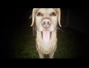【たんぼ】愛犬と夜の散歩を楽しむ会