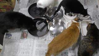 今週のおやつ（本隊）【蒼民家の猫々】