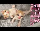 ミニミニ幼猫兄弟、イモイモコテコテレスリング