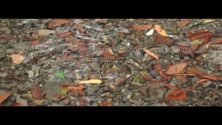 【環境音 / ASMR / 小さな滝の音】熊本県宇土市 轟水源【オールドレンズ】