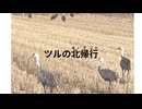 ツルの北帰行