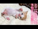 ミニミニ幼猫兄弟、予想外の事態が発生する