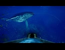【8月32日の水族館】エモい水族館で異変を探す