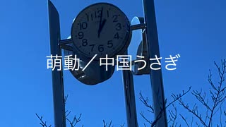 萌動／中国うさぎ