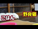 ごはんの位置 変えてみました【野良猫】