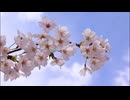 さくら（独唱）