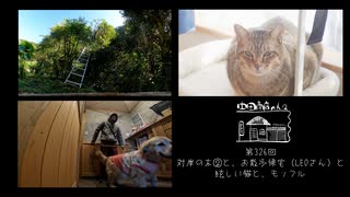 【第326回】対岸の木②と、お散歩帰宅（LEOさん）と、眩しい猫と、モッフル