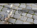 鳩