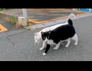 寄り添いあって歩く野良猫