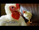 【字幕つき】淫夢オブチキン 第四章「昏睡コーチン！地鶏と化した先輩」【転載】