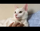 オス三毛猫とウチューネコ、甘噛み時代の想い出