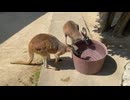 【東武動物公園】アカカンガルーたちの水分補給タイム【アカカンガルー】