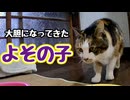 好き勝手しすぎたねぇ【飼い猫】【野良猫】