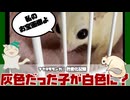 「シロ」と名付けたら白く育った子！ほんと名前って大事！ #フクロモモンガ #sugarglider #shorts