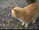 かわいいぬこに歌ってもらいました