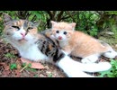 母猫はときどき子猫に話し掛けているようです