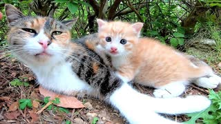 母猫はときどき子猫に話し掛けているようです