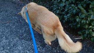 ちょっと元気のないメイリオのしり