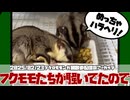 【 #おつモモンガ 】【 #睡眠用 #勉強用 #作業用BGM 】私が調子崩した日！せめてこの子達の部屋んぽだけでも！と立ち上げた配信です【2025/02/23】【 #フクロモモンガ 】