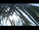 Lens Flare Through Palm Leaves