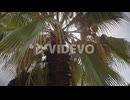 Sun flare hitting palm tree leaves broll clip