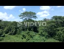 Lush Green Trees And Plants Growing In The Forest