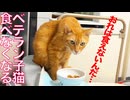 繊細すぎるベテラン子猫、謎の食欲不振に陥る