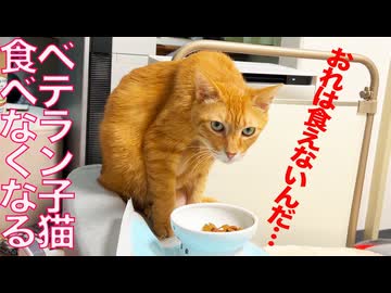 繊細すぎるベテラン子猫、謎の食欲不振に陥る