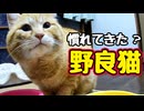 慣れてきた？【野良猫】