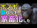 【ボノボの自己家畜化】進化の過程で衝撃の変化が！