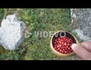 POV looking down at lingon berries handpicked in boreal forest