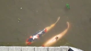 ゆっくり鯉動画　
