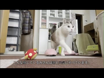 ひとりで楽しく遊ぶネコさんをこっそり撮ってみた