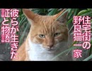 ある野良猫一家、その興亡の歴史