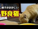 またケガしなきゃいいけど…【野良猫】