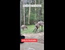 ホモと見る変身する瞬間を人間に見られたカンガルー