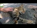 木陰で野良猫が寝ていたのでナデナデすると隣に座ってきた