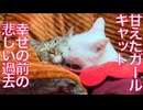甘えたガールキャット、保護前の悲しい過去