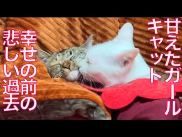 甘えたガールキャット、保護前の悲しい過去