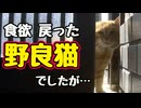 ちょっとダイエットする？【野良猫】