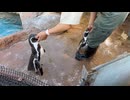 【東武動物公園】甘えん坊時代のビール君とささだんご君【フンボルトペンギン】