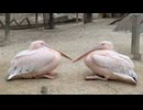 【東武動物公園】左右対称なオサム君とペリーさん【モモイロペリカン】