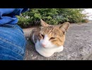 防波堤の近くに1人でいた野良猫をナデナデすると喜んで膝の上に乗ってきた