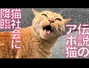 稀代のアホ猫、公園に降臨する