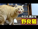 珍しく完食【野良猫】